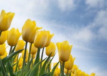 Surat At-Takwir ayat 1-14, Manusia mengetahui apa yang dikerjkannya selama di dunia