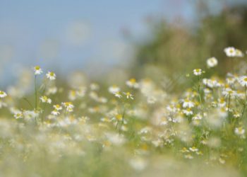 Arti salaf dan salafi