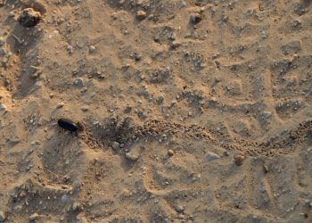 Pewarna Makanan dari Serangga, Halalkah?