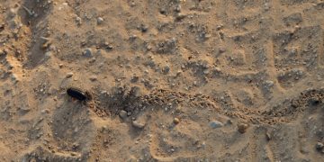 Pewarna Makanan dari Serangga, Halalkah?