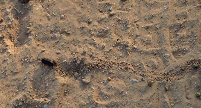 Pewarna Makanan dari Serangga, Halalkah?