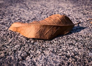 Abu Darda' Sosok Hakim yang Tak Terpesona dengan Kekayaan