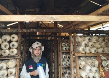 Melalui Sentra Rumah Jamur di Batang, Dompet Dhuafa Bantu Masyarakat Miskin Punya Kehidupan yang Layak