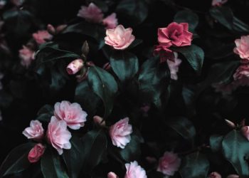 Khutbah Jumat tentang bahayanya hasad