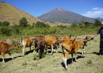 Dompet Dhuafa Sediakan Hewan Kurban dengan Harga hanya 1 Jutaan