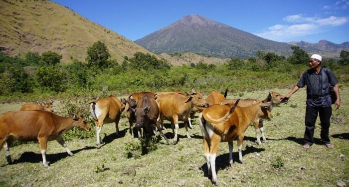 Dompet Dhuafa Sediakan Hewan Kurban dengan Harga hanya 1 Jutaan