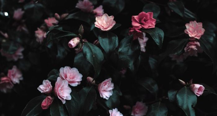 Khutbah Jumat tentang bahayanya hasad