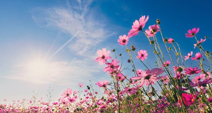 Tinggal di Surga Bersama Orang-Orang Terbaik di Sisi Allah