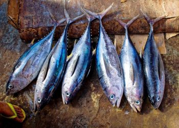 Tips Memasak Tuna Anti Ribet