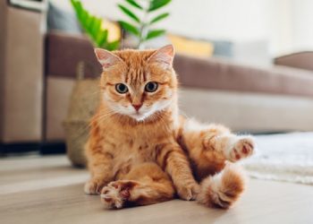 Mitos: Memiliki Hewan Peliharaan Saat Kecil Berisiko Terkena Asma