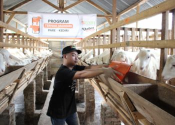 Jelang Hari Raya Qurban, BMH Jatim Siapkan Hewan Berkualitas dan Jaminan Jantan