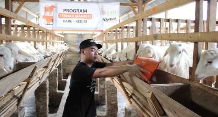 Jelang Hari Raya Qurban, BMH Jatim Siapkan Hewan Berkualitas dan Jaminan Jantan