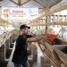 Jelang Hari Raya Qurban, BMH Jatim Siapkan Hewan Berkualitas dan Jaminan Jantan