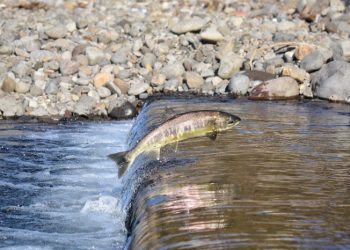 Fakta Unik Ikan Salmon, Mati Setelah Bertelur