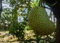 Cara Mengolah Kulit Cempedak Jadi Olahan Makanan yang Menyehatkan