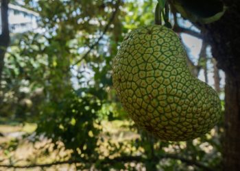 Cara Mengolah Kulit Cempedak Jadi Olahan Makanan yang Menyehatkan