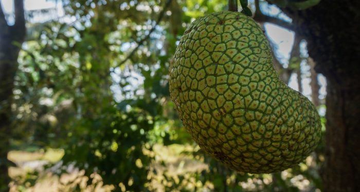 Cara Mengolah Kulit Cempedak Jadi Olahan Makanan yang Menyehatkan