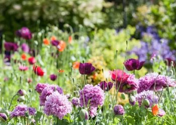 Bersyukur itu Mengundang Nikmat