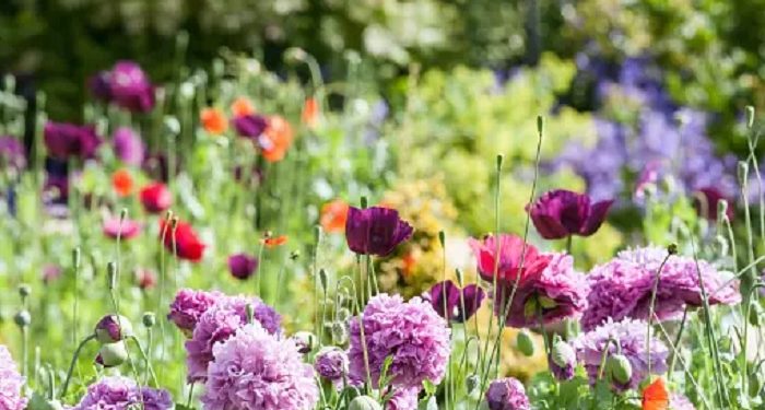 Bersyukur itu Mengundang Nikmat