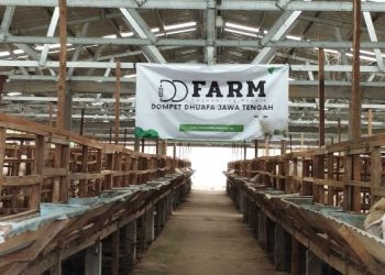 Melalui DD Farm, Program Tebar Hewan Kurban Distribusikan Kurban untuk Wilayah yang Membutuhkan