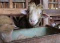 4 Sunnah Bagi Orang yang Berqurban, dari Merawat Hewan hingga Memakan Dagingnya