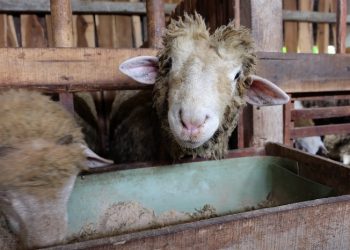 4 Sunnah Bagi Orang yang Berqurban, dari Merawat Hewan hingga Memakan Dagingnya