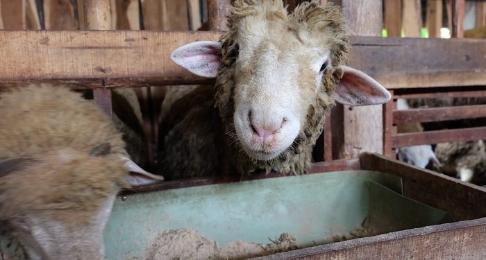 4 Sunnah Bagi Orang yang Berqurban, dari Merawat Hewan hingga Memakan Dagingnya