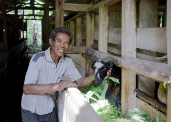Un99ulkan Qurban, Berdayakan Peternak Kecil di Pedesaan