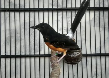 Selalu Ada yang Kurang