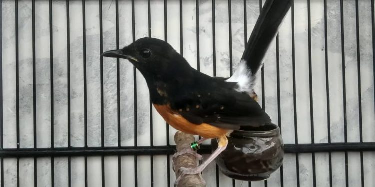 Selalu Ada yang Kurang