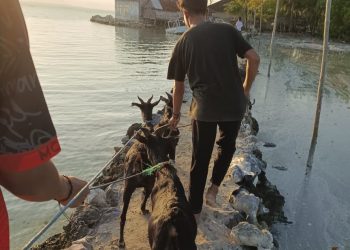 BMH Jatim Salurkan Amanah Qurban 1444 H Hingga Pulau Terluar