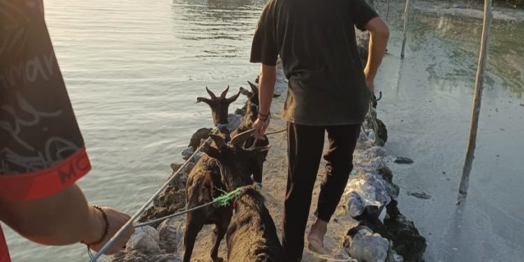 BMH Jatim Salurkan Amanah Qurban 1444 H Hingga Pulau Terluar