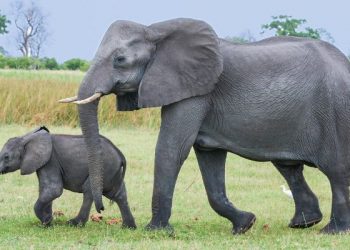 Tafsir surat Al-Fil ayat 1-5, Kisah pasukan bergajah menyerang ka`bah