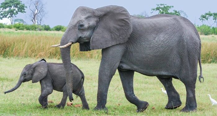 Tafsir surat Al-Fil ayat 1-5, Kisah pasukan bergajah menyerang ka`bah