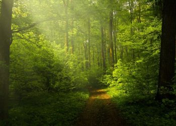 Apakah tidak ada dosa jariyah?