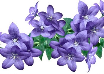 Lakukan ini untuk melebur berbagai keburukan, menghindari dosa, dan mencegah penyakit badan