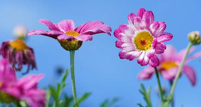 Kapan Laki-Laki dan Perempuan Saling Tertarik Satu Sama Lain?
