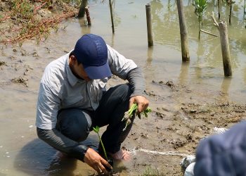 Hari Mangrove Sedunia, Ayo Less Waste Tanam Mangrove di Tangerang