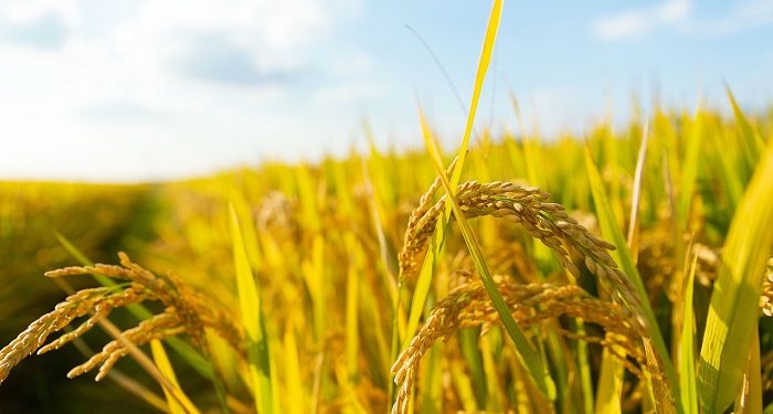 Meneladani Sikap Tawadhu Para Ulama