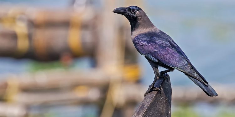 Hati-hati tentang Mitos Kesialan