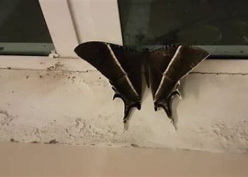 Mitos-mitos Ini Ada Nilai Positif dan Negatifnya