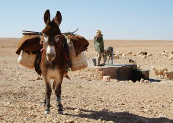 Tunggangan Sang Mustafa