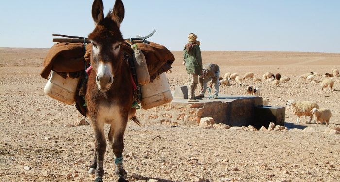 Tunggangan Sang Mustafa