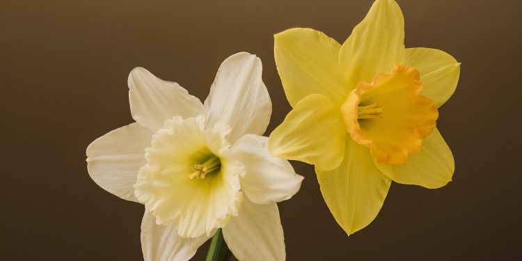 Mencari Sahabat Sejati