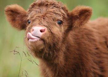 Seperti Binatang Ternak