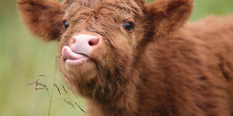 Seperti Binatang Ternak