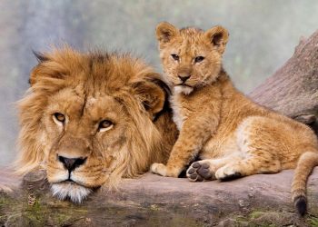 Derajat yang Terlupakan