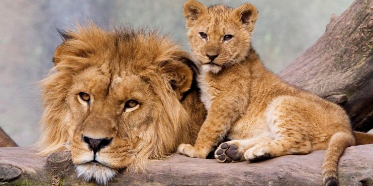 Derajat yang Terlupakan