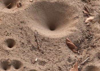 Langkah Maju Undur-undur