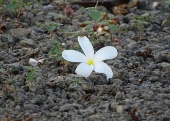 Belajar Menumbuhkan Cinta dan Kasih Sayang
